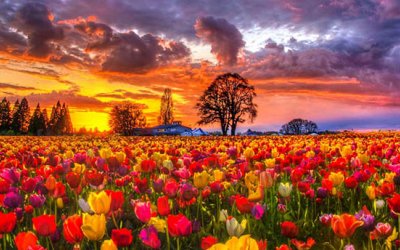 Çatalhöyük Lale Hasadı